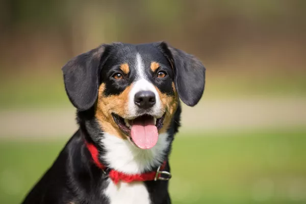 Entlebucher Mountain Dog