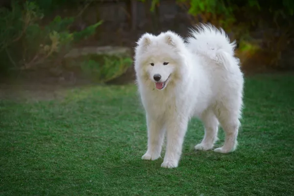 Eskimo Dog