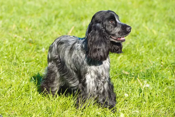 Field Spaniel