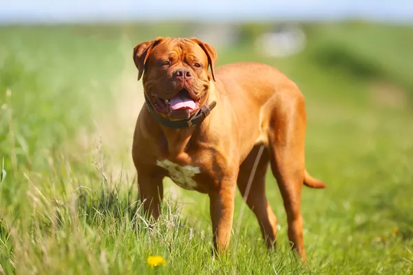 Dogue De Bordeaux