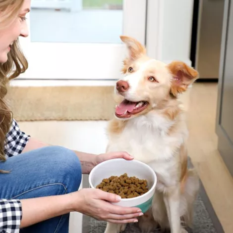 medium dog looks at owner holding Bil-Jac Frozen