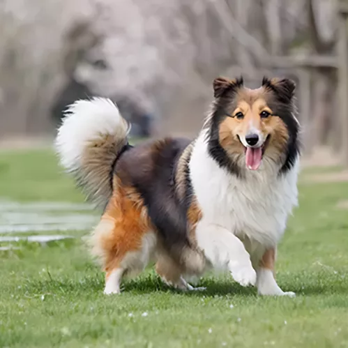 Collie standing outside in the grass