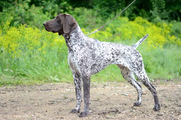 German Shorthaired Pointer