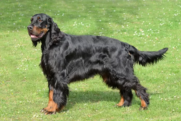 Gordon Setter