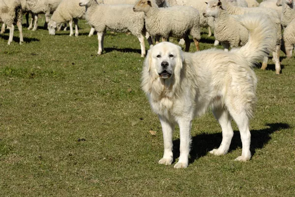 Great Pyrenees