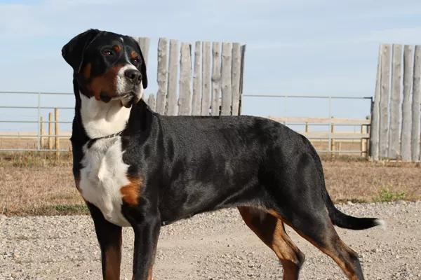 Greater Swiss Mountain Dog