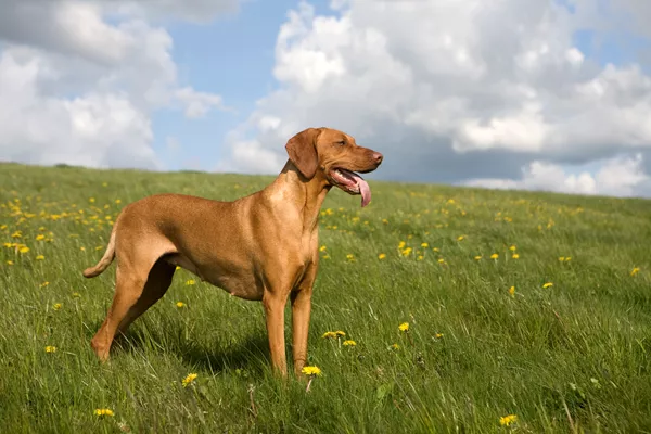 Hungarian Shorthaired Vizsla