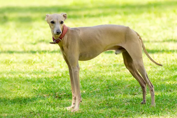 Italian Greyhound