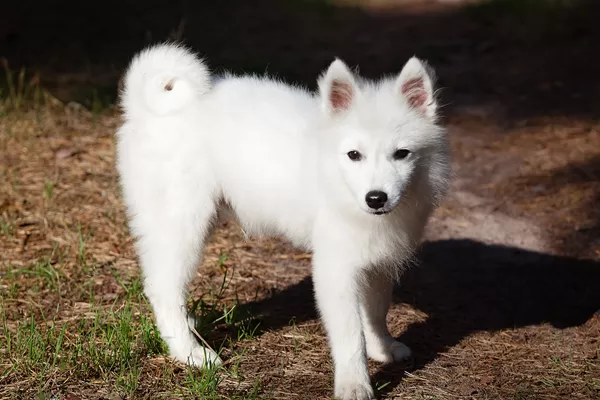 Japanese Spitz