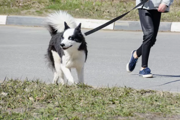 Karelian Bear Dog