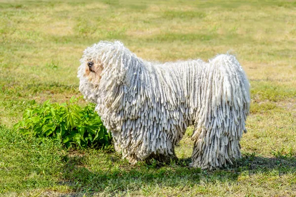 Komondor