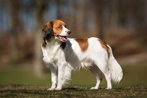 Kooikerhondje