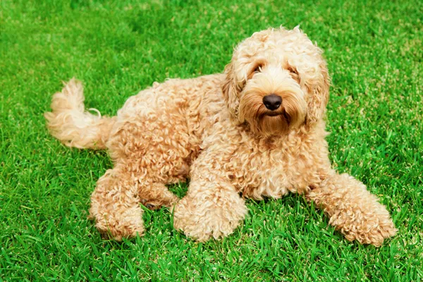 Labradoodle