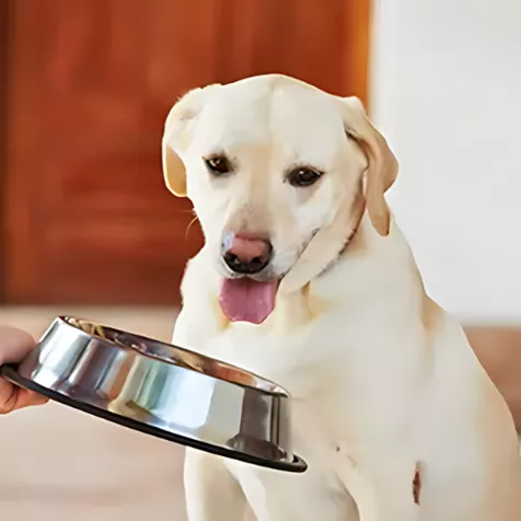 Labrador Retriever looking at bowl