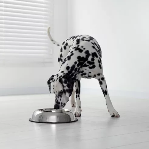 Dalmation eating out of bowl