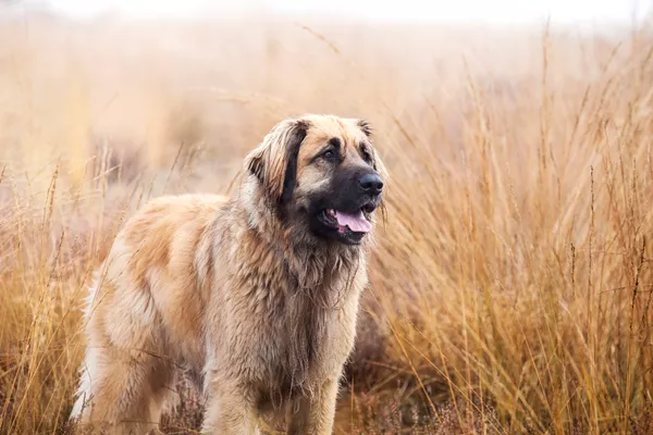 Leonberger