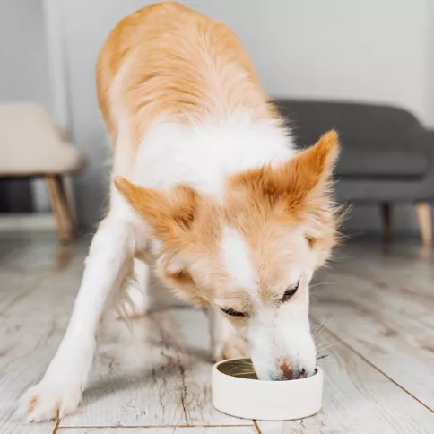 Medium breed dog eating from a bowl