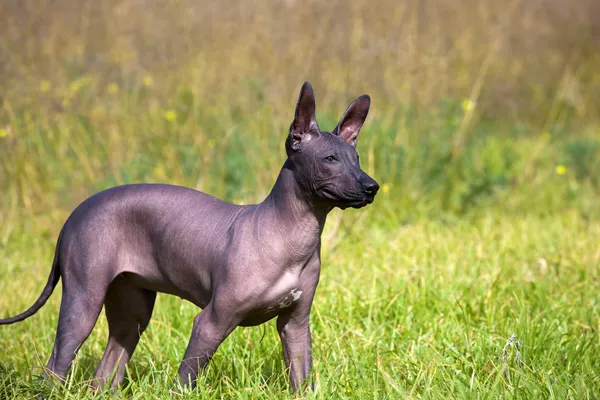 Mexican Hairless