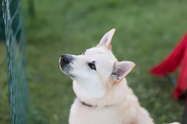 Norwegian Buhund