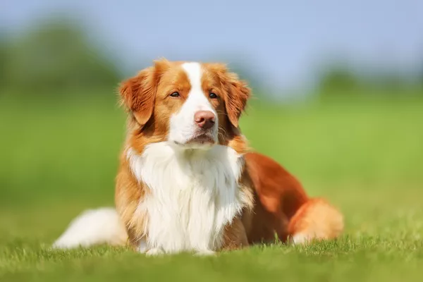 Nova Scotia Duck-Tolling Retriever