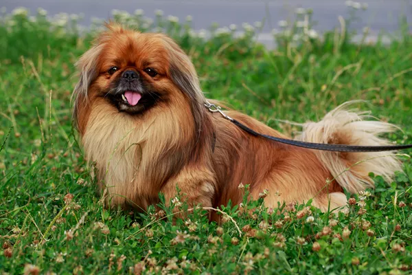 Pekingese