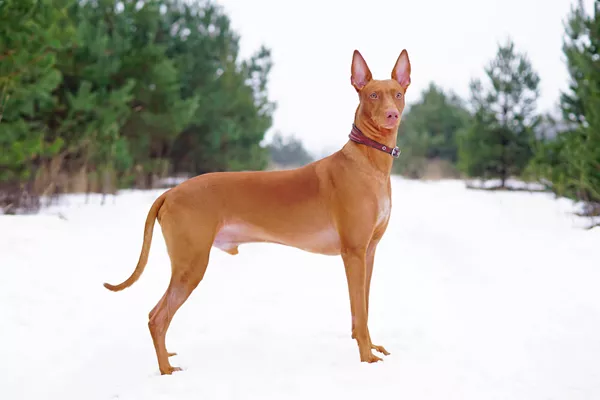 Pharaoh Hound