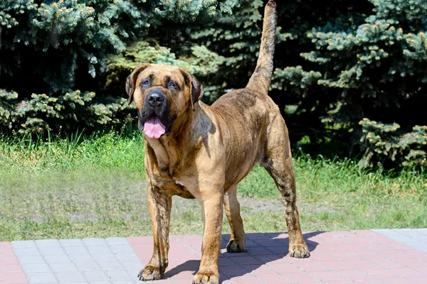 Presa Canario