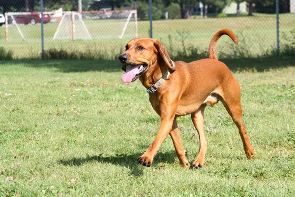 English Coonhound