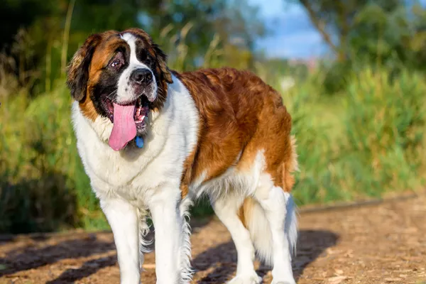 Saint Bernard