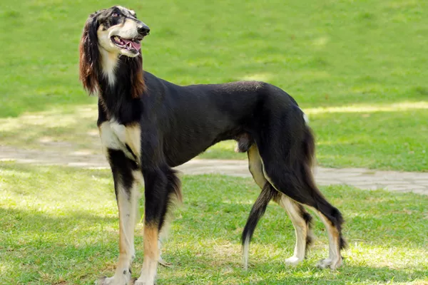 Saluki