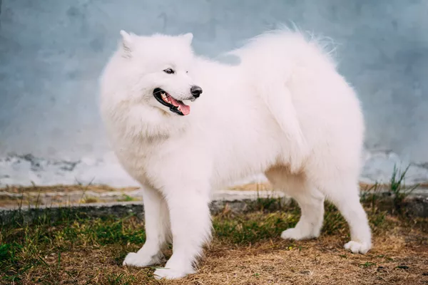 Samoyed