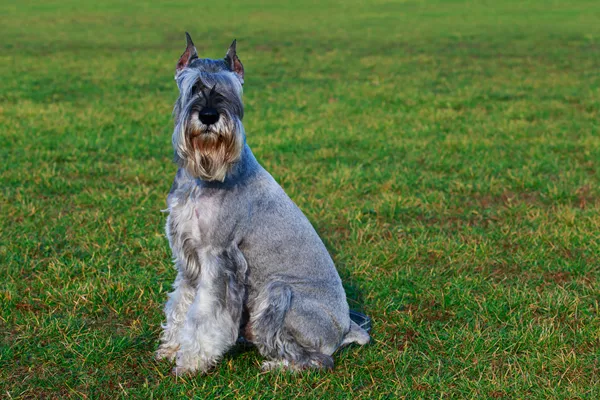 Schnauzer