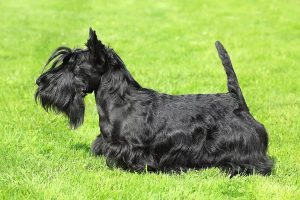 Scottish Terrier