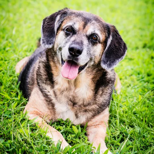 Medium sized older dog sitting outside