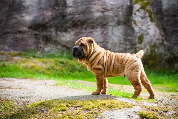 Shar-pei