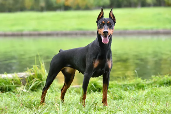 German Pinscher