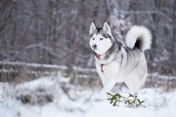 Siberian Husky