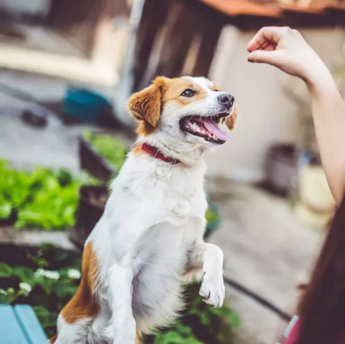 Medium sized dog up on hind legs for a treat