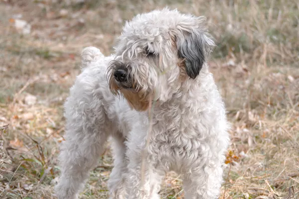 Wheaten Terrier