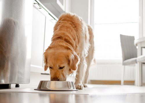 A dog with joint problems eating from a bowl with a dog food topper.