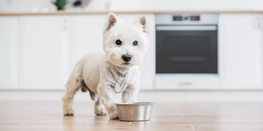 A dog eagerly awaiting a dog food topper for their bowl.