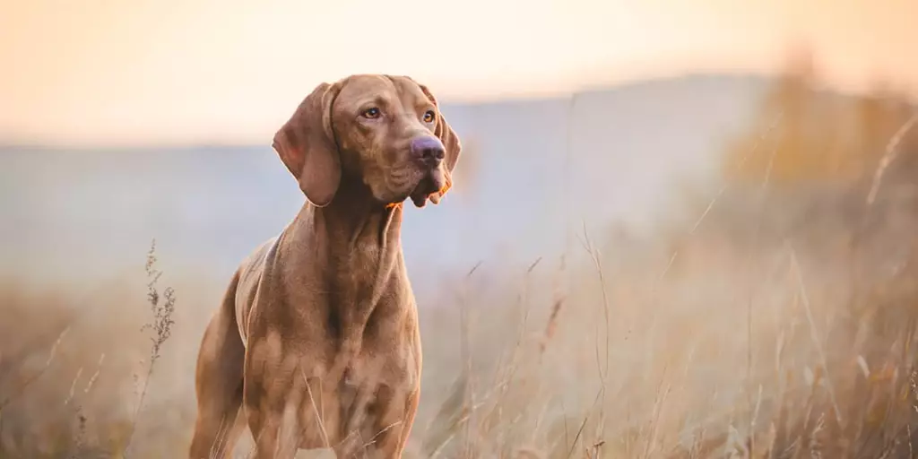 A hunting vizsla dog in the field after being fed quality food.