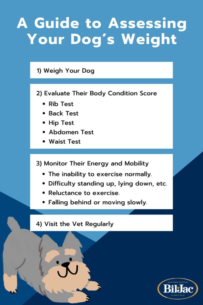 A checklist for helping your dog maintain a healthy weight, with steps including weighing your doing, evaluating their Body Condition Score, monitoring their energy and mobility, and visiting the vet.