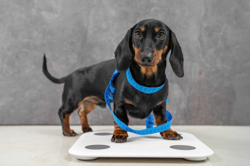 A Dachshund puppy being weighed.