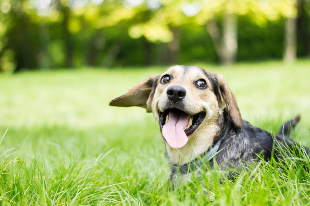 Happy dog playing outside in spring.