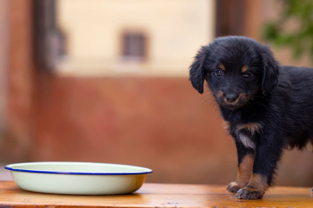 A puppy waiting by their bowl for some nutritious puppy food.